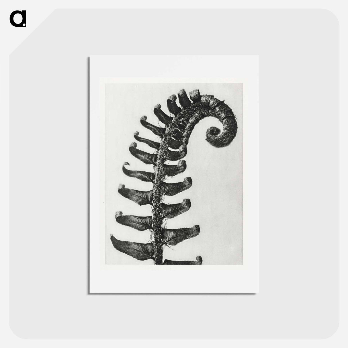 アートポストカード-Polystichum Munitum (Prickly Shield–Fern) Leaf enlarged 6 times from Urformen der Kunst by Karl Blossfeldt - カール ブロスフェルト Postcard.