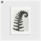 アートポストカード-Polystichum Munitum (Prickly Shield–Fern) Leaf enlarged 6 times from Urformen der Kunst by Karl Blossfeldt - カール ブロスフェルト Postcard.