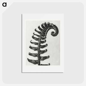 アートポストカード-Polystichum Munitum (Prickly Shield–Fern) Leaf enlarged 6 times from Urformen der Kunst by Karl Blossfeldt - カール ブロスフェルト Postcard.