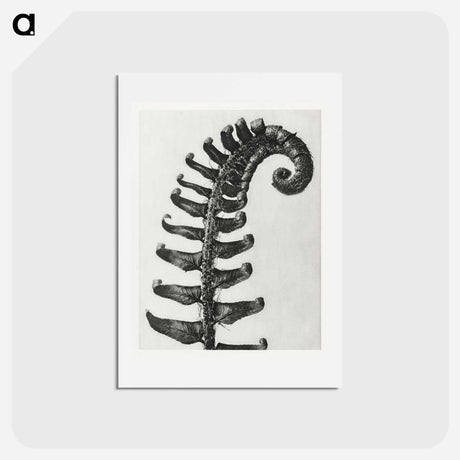 アートポストカード-Polystichum Munitum (Prickly Shield–Fern) Leaf enlarged 6 times from Urformen der Kunst by Karl Blossfeldt - カール ブロスフェルト Postcard.