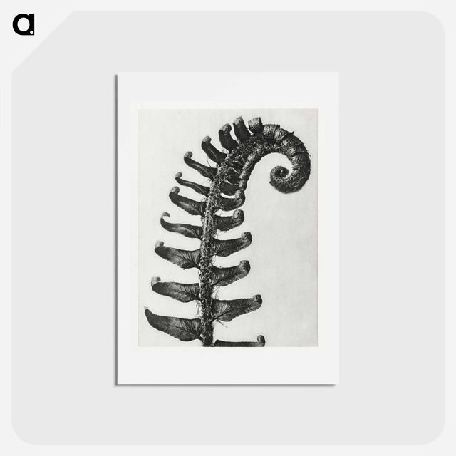 アートポストカード-Polystichum Munitum (Prickly Shield–Fern) Leaf enlarged 6 times from Urformen der Kunst by Karl Blossfeldt - カール ブロスフェルト Postcard.