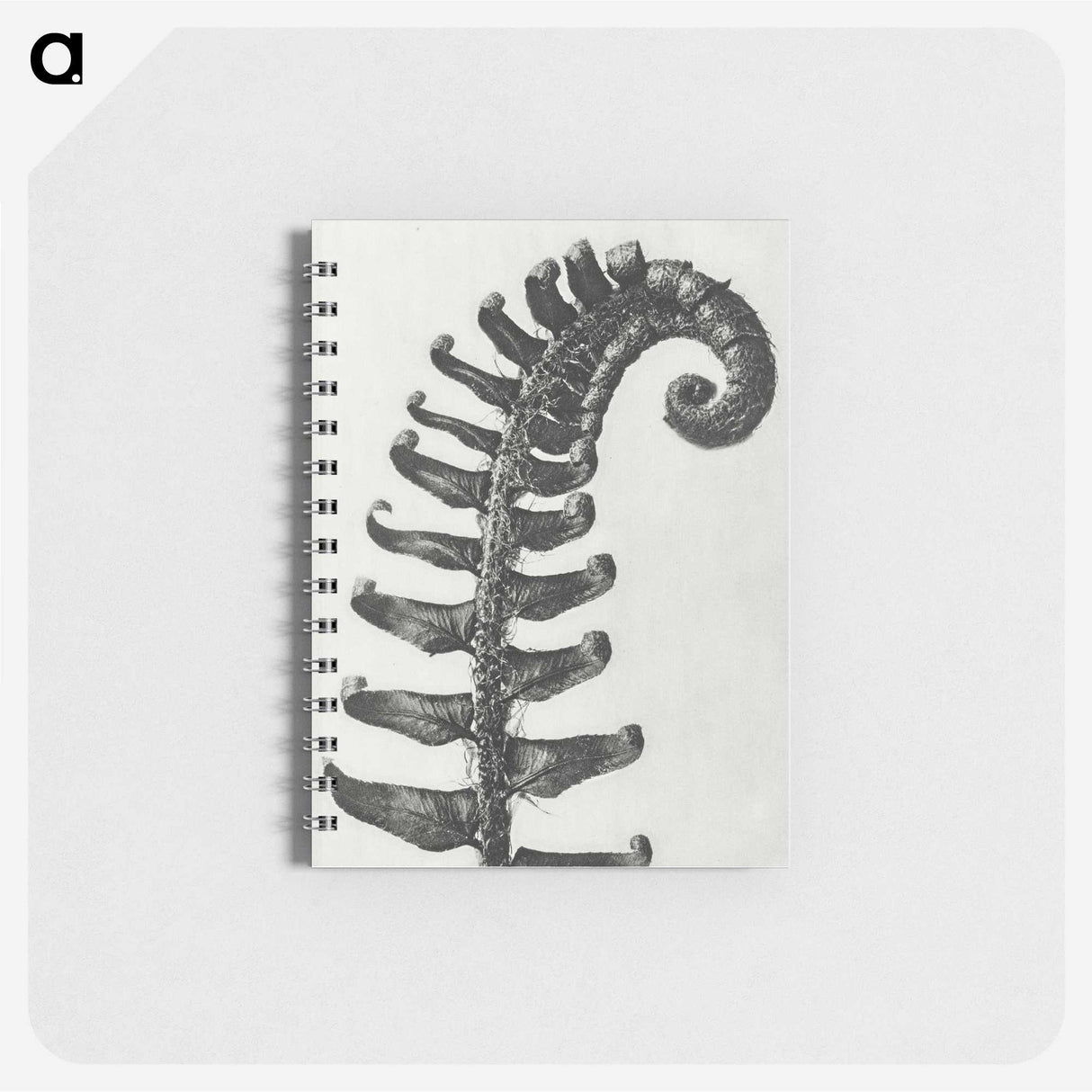 1-3_Karl-Blossfeldt_memo