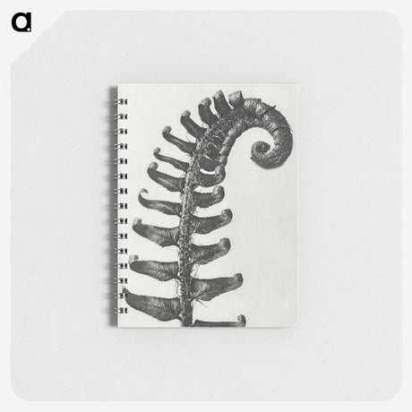 1-3_Karl-Blossfeldt_memo