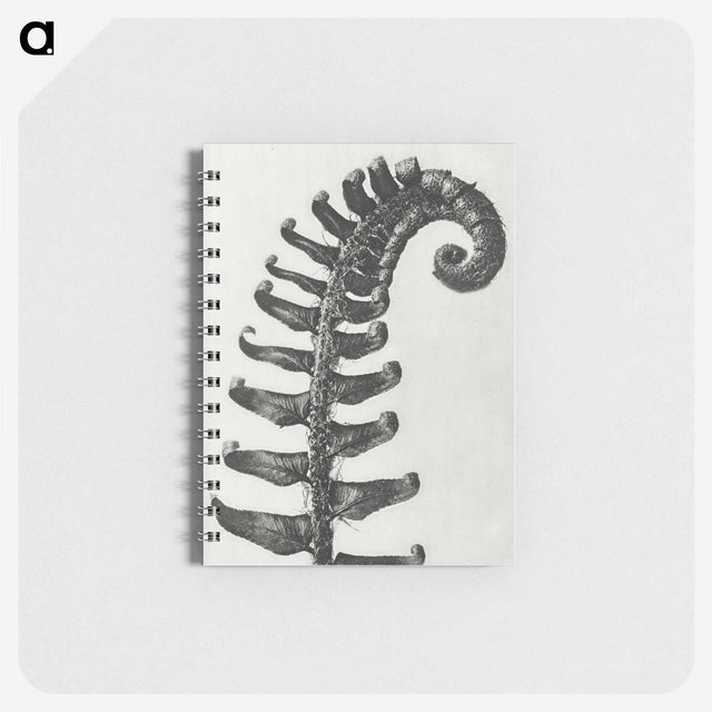 1-3_Karl-Blossfeldt_memo