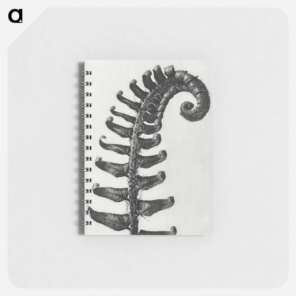 Polystichum Munitum (Prickly Shield–Fern) Leaf enlarged 6 times from Urformen der Kunst by Karl Blossfeldt - カール ブロスフェルト Memo.