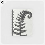 Polystichum Munitum (Prickly Shield–Fern) Leaf enlarged 6 times from Urformen der Kunst by Karl Blossfeldt - カール ブロスフェルト Memo.