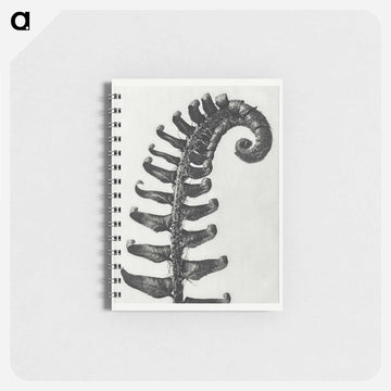 Polystichum Munitum (Prickly Shield–Fern) Leaf enlarged 6 times from Urformen der Kunst by Karl Blossfeldt - カール ブロスフェルト Memo.