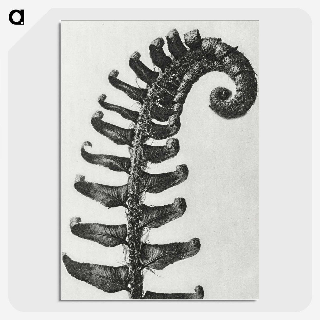 1-3_Karl-Blossfeldt_picture-crop