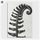 1-3_Karl-Blossfeldt_picture-crop