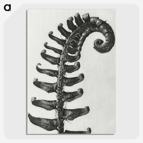 1-3_Karl-Blossfeldt_picture-crop