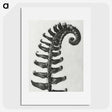 1-3_Karl-Blossfeldt_picture