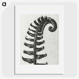 1-3_Karl-Blossfeldt_picture