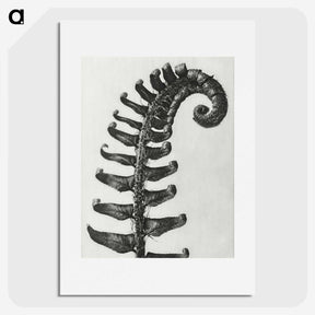 1-3_Karl-Blossfeldt_picture