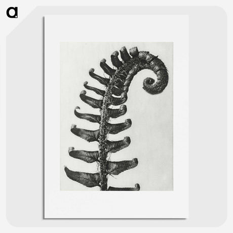 1-3_Karl-Blossfeldt_picture