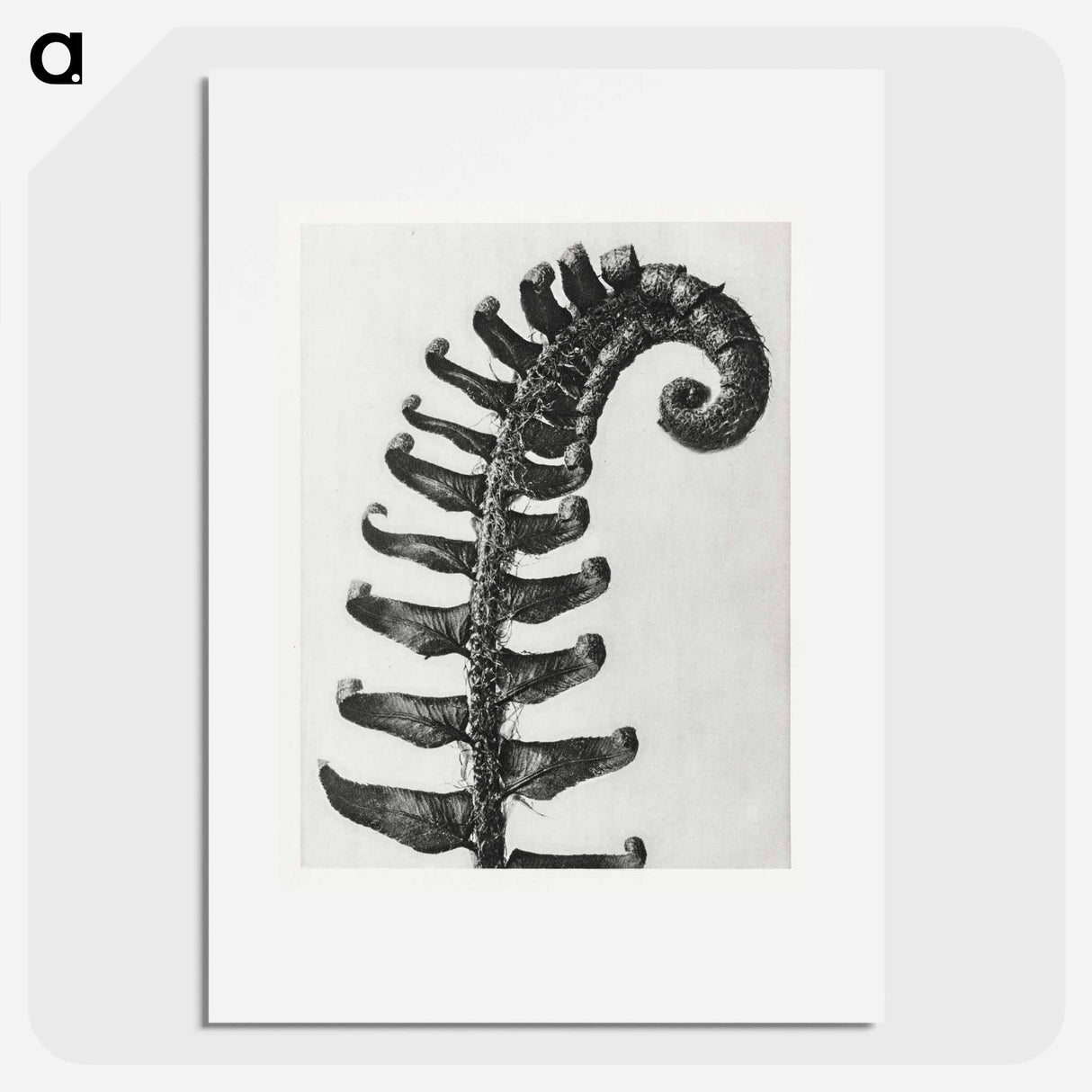 Polystichum Munitum (Prickly Shield–Fern) Leaf enlarged 6 times from Urformen der Kunst by Karl Blossfeldt - Karl Blossfeldt Poster.