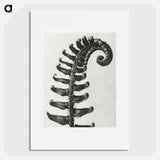 Polystichum Munitum (Prickly Shield–Fern) Leaf enlarged 6 times from Urformen der Kunst by Karl Blossfeldt - カール ブロスフェルト Poster.