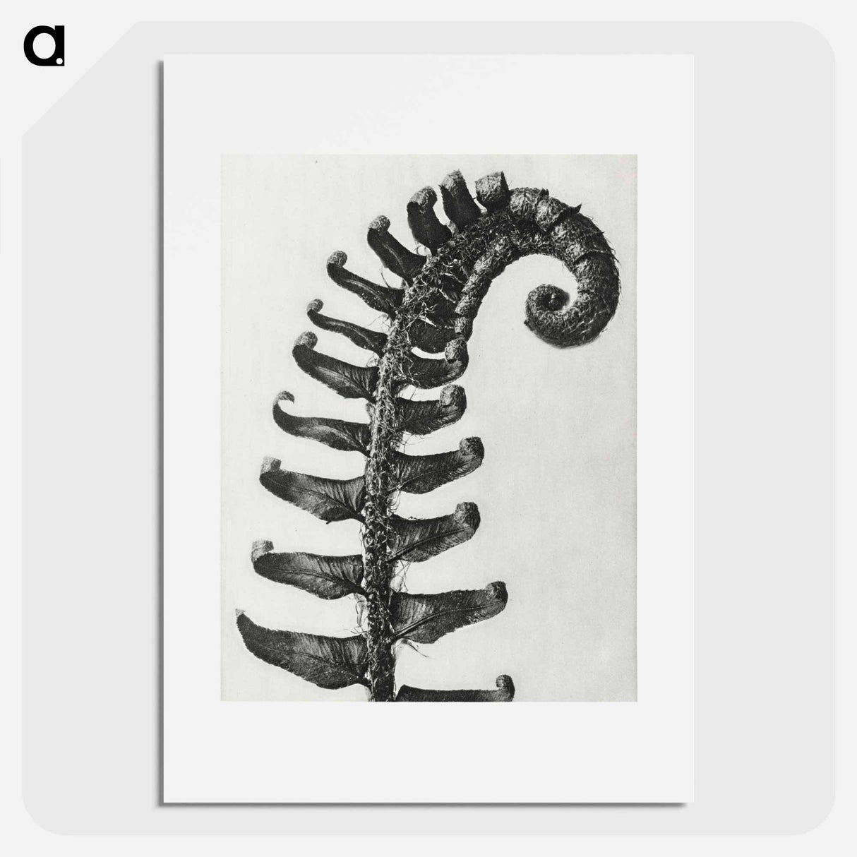 Polystichum Munitum (Prickly Shield–Fern) Leaf enlarged 6 times from Urformen der Kunst by Karl Blossfeldt - カール ブロスフェルト Poster.