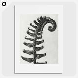 Polystichum Munitum (Prickly Shield–Fern) Leaf enlarged 6 times from Urformen der Kunst by Karl Blossfeldt - カール ブロスフェルト Poster.