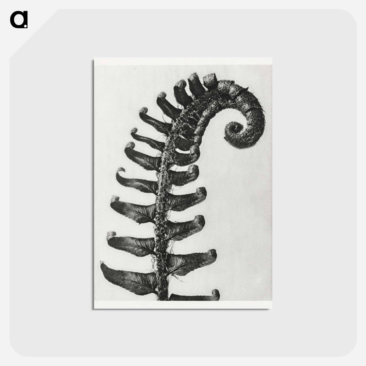 アートポストカード-Polystichum Munitum (Prickly Shield–Fern) Leaf enlarged 6 times from Urformen der Kunst by Karl Blossfeldt - カール ブロスフェルト Postcard.
