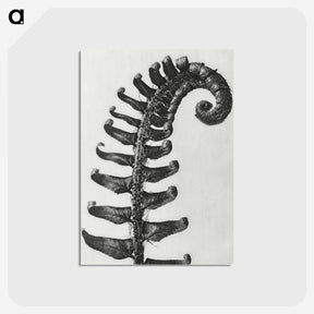 1-3_Karl-Blossfeldt_postcard