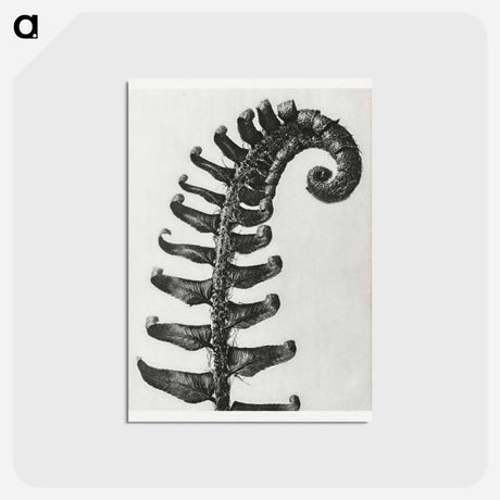 アートポストカード-Polystichum Munitum (Prickly Shield–Fern) Leaf enlarged 6 times from Urformen der Kunst by Karl Blossfeldt - カール ブロスフェルト Postcard.