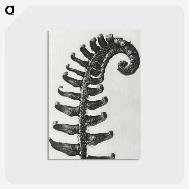 1-3_Karl-Blossfeldt_postcard