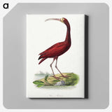 1-3_Le-Jardin-des-Plantes_canvas