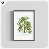 1-3_Les-Palmiers-Histoire-Iconographique_blk