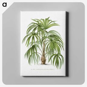 1-3_Les-Palmiers-Histoire-Iconographique_canvas