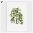 1-3_Les-Palmiers-Histoire-Iconographique_picture