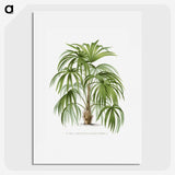 1-3_Les-Palmiers-Histoire-Iconographique_picture