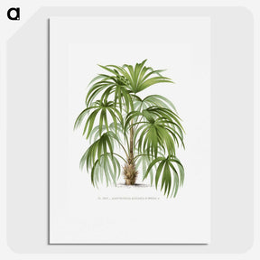 1-3_Les-Palmiers-Histoire-Iconographique_picture