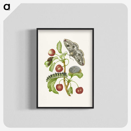1-3_Maria-Sibylla-Merian_blk-crop