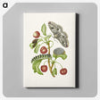 1-3_Maria-Sibylla-Merian_canvas