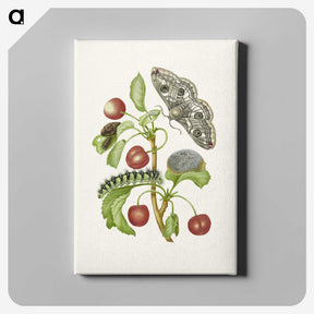 1-3_Maria-Sibylla-Merian_canvas