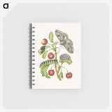 1-3_Maria-Sibylla-Merian_memo