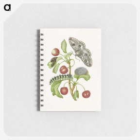 1-3_Maria-Sibylla-Merian_memo