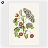 1-3_Maria-Sibylla-Merian_picture-crop