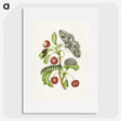 1-3_Maria-Sibylla-Merian_picture