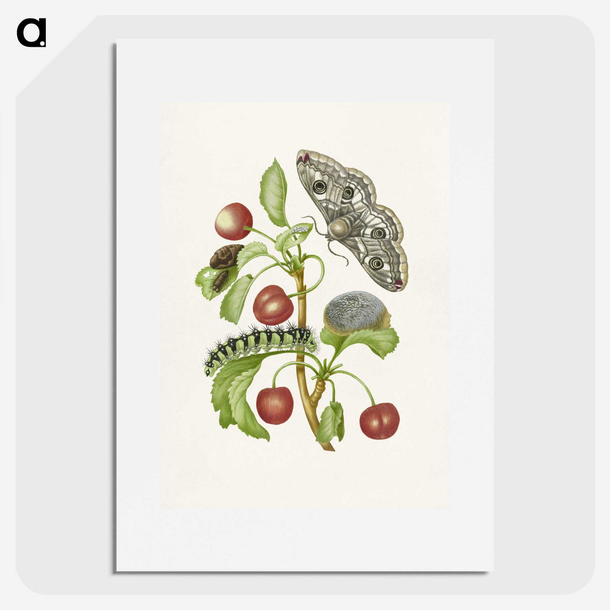 1-3_Maria-Sibylla-Merian_picture
