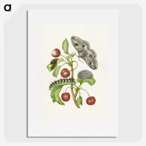 1-3_Maria-Sibylla-Merian_picture