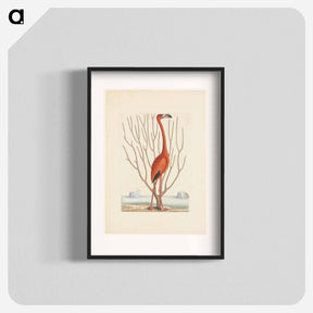 アートポスター-Flamingo
 - マーク ケイツビー Poster.