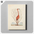 1-3_Mark-Catesby_canvas