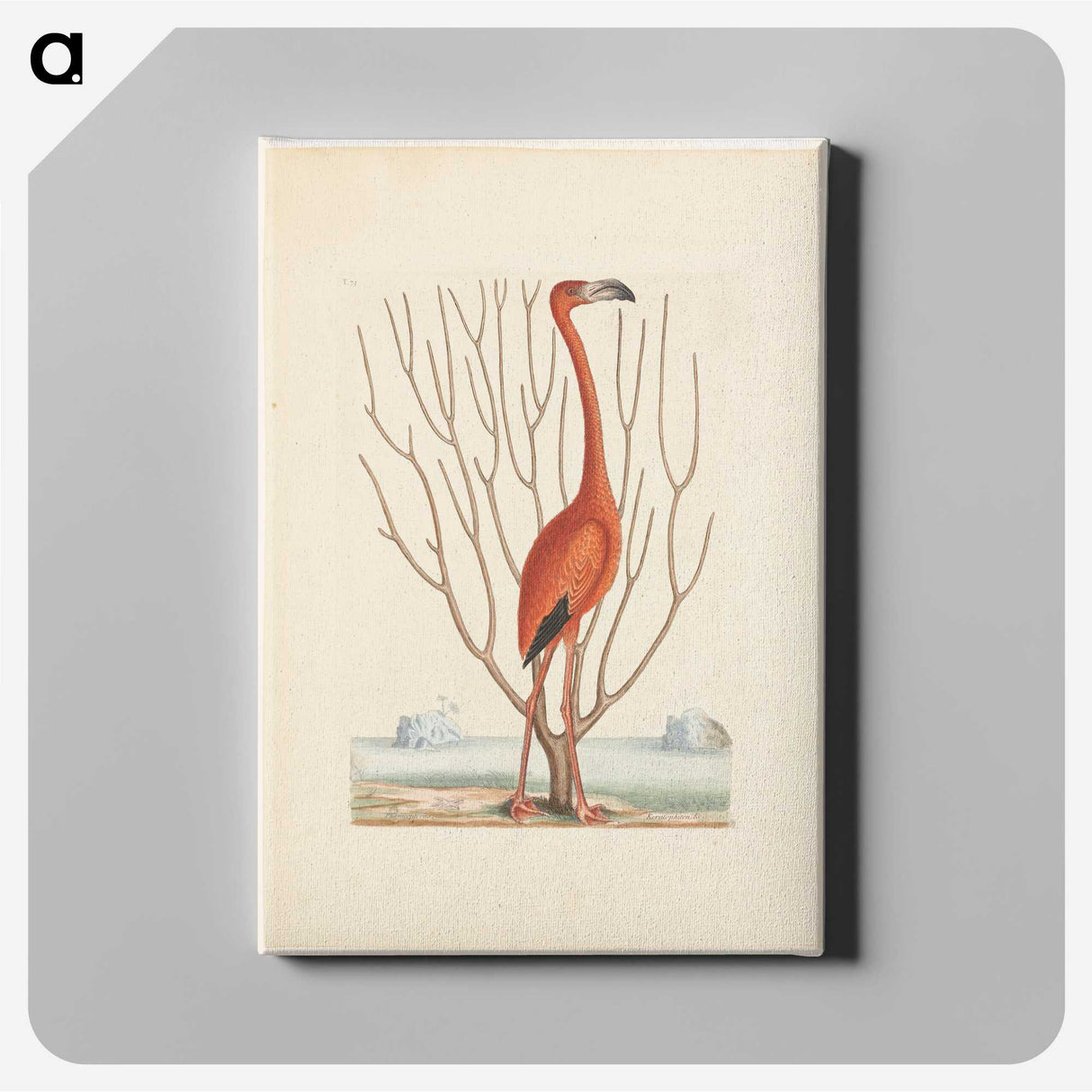 1-3_Mark-Catesby_canvas