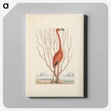 1-3_Mark-Catesby_canvas