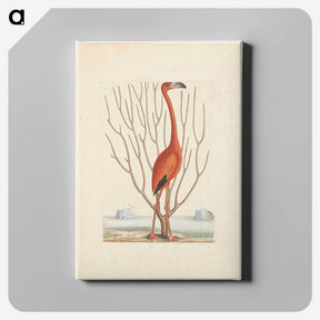1-3_Mark-Catesby_canvas