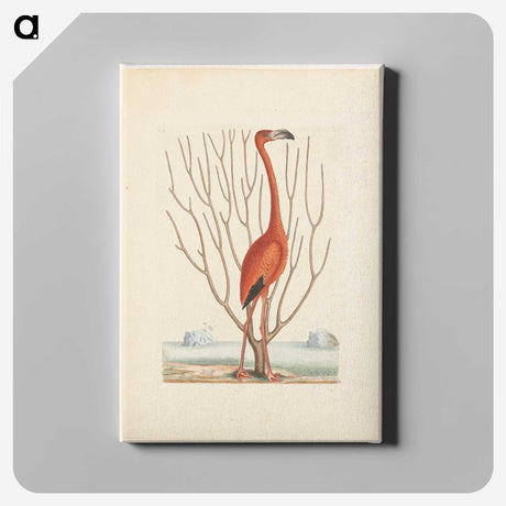 1-3_Mark-Catesby_canvas
