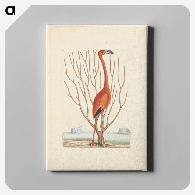 1-3_Mark-Catesby_canvas