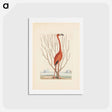 アートポストカード-Flamingo
 - マーク ケイツビー Postcard.
