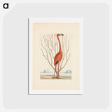 アートポストカード-Flamingo
 - マーク ケイツビー Postcard.